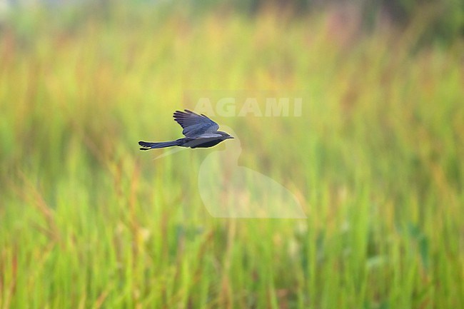 Black Drongo (Dicrurus macrocercus), flying over rice fields in Chiang Saen, Thailand stock-image by Agami/Helge Sorensen,