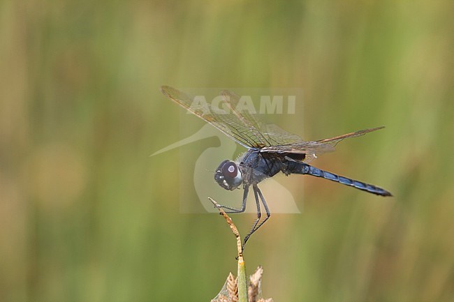 ,Blue Basker (Urothemis edwardsii) stock-image by Agami/Ralph Martin,