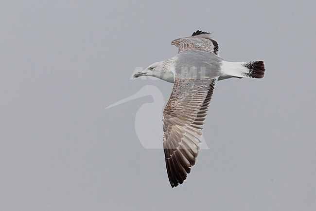 Gabbiano del Caspio; Gabbiano delle steppe; Steppe Gull; Larus cachinnans barabensis stock-image by Agami/Daniele Occhiato,