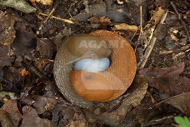 Wegslak parend; Red slug mating; stock-image by Agami/Walter Soestbergen,