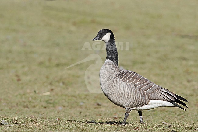 Cackling Goose (Branta hutchinsii), most probably from subspecies hutchinsii, standing on a green lawn on a campus in Hampshire, Massachusetts, United States. stock-image by Agami/Ian Davies,