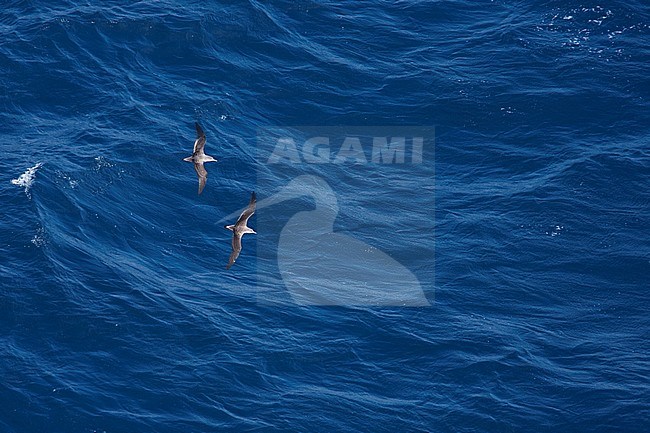 Scopoli's Shearwater - Gelbschnabel-Sturmtaucher - Calonectris diomedea, Spain (Mallorca), adult stock-image by Agami/Ralph Martin,