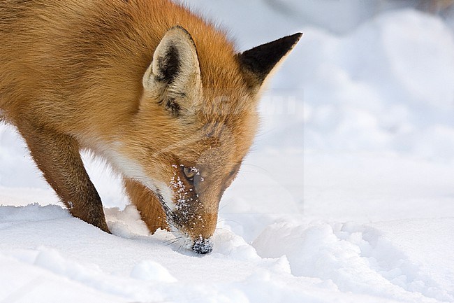 Red Fox (Vulpes vulpes) with snow on its head at Amsterdamse Waterleidingduinen in The Netherlands stock-image by Agami/Caroline Piek,