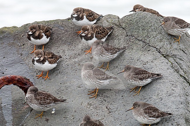 Paarse Strandloper, Purple Sandpiper stock-image by Agami/Arnold Meijer,