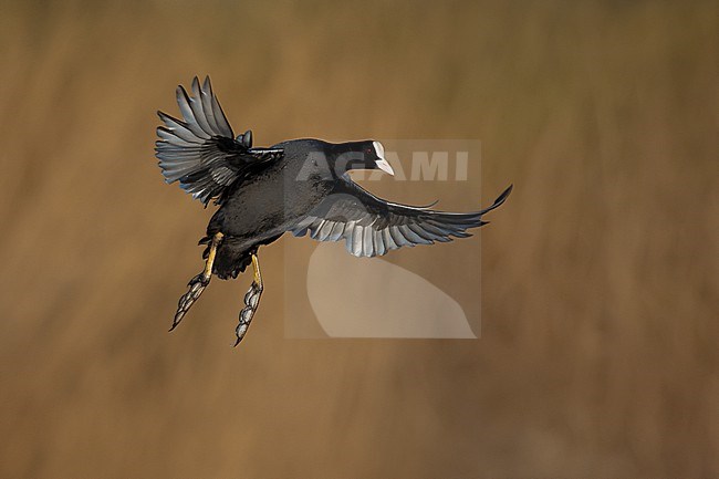 Eurasian Coot (Fulica atra) in Italy. stock-image by Agami/Daniele Occhiato,