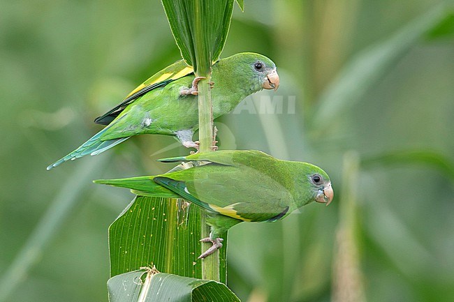 White-winged Parakeet at Isla Fantasia, Leticia, Amazonas, Colombia stock-image by Agami/Tom Friedel,