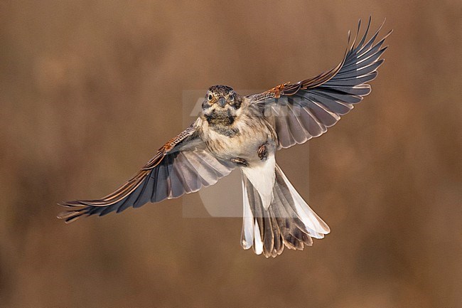 Common Reed Bunting (Emberiza schoeniclus) in Italy. stock-image by Agami/Daniele Occhiato,