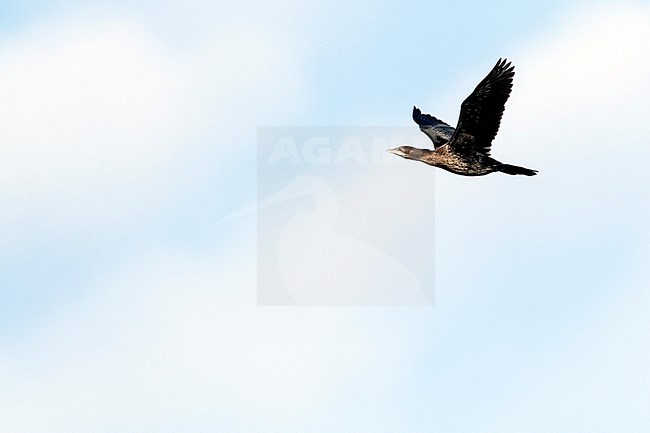 Pygmy Cormorant (Microcarbo pygmaeus) at the Bulgarian coast during autumn migration. stock-image by Agami/Marc Guyt,