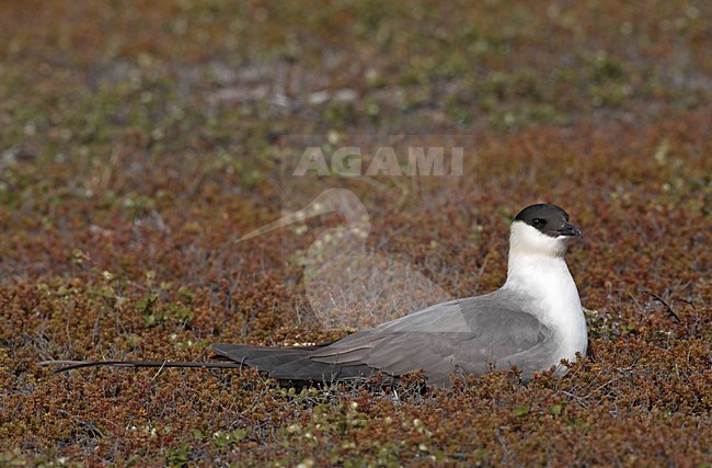 Kleinste Jager in broedgebied; Long-tailed Skua  in breeding habitat stock-image by Agami/Jari Peltomäki,