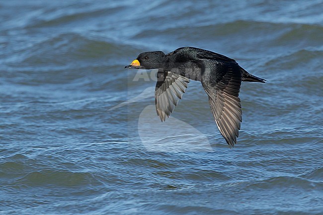 Adult male Black Scoter (Melanitta americana) in flight over Atlantic Ocean, Ocean County, New Jersey, USA. stock-image by Agami/Brian E Small,