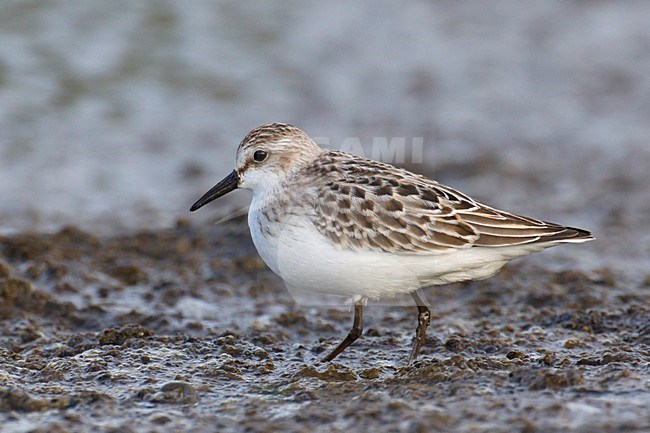 Foeragerende Grijze strandloper, Foraging Semipalmated Sandpiper stock-image by Agami/Daniele Occhiato,