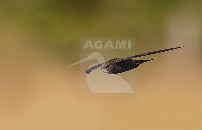 Adult Common Swift (Apus apus) in flight on light background at Rudersdal, Denmark stock-image by Agami/Helge Sorensen,