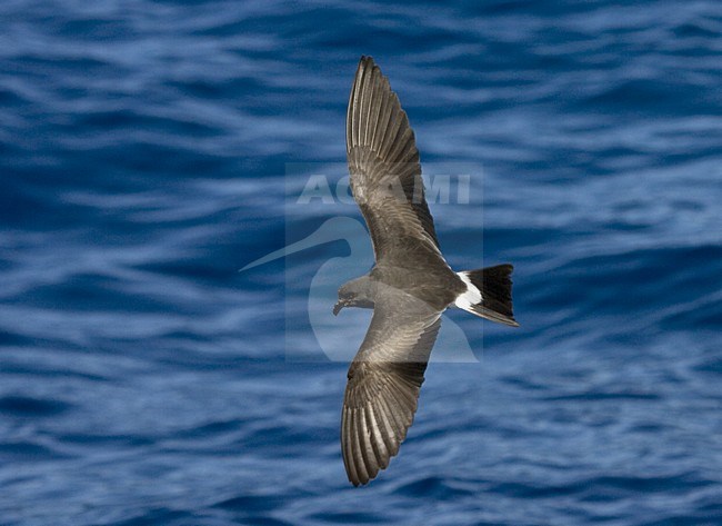 Band-rumped Storm-petrel flying;  Madeirastormvogeltje vliegend stock-image by Agami/Marc Guyt,