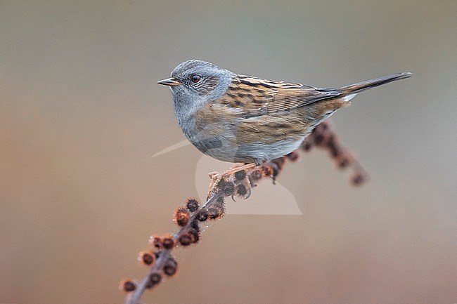 Dunnock, Prunella modularis, in Italy. stock-image by Agami/Daniele Occhiato,