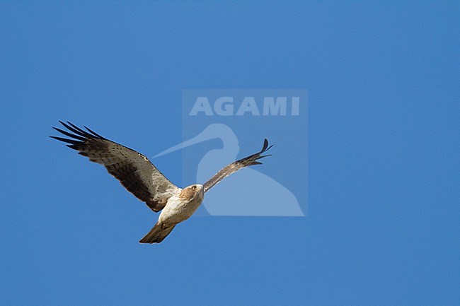 Adult pale morph Booted Eagle (Hieraaetus pennatus) in flight against a blue sky as background in Kazakhstan. stock-image by Agami/Ralph Martin,