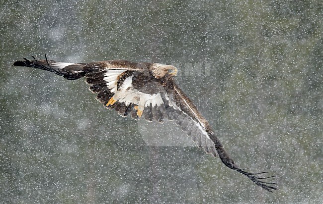 Steenarend in vlucht, Golden Eagle in flight stock-image by Agami/Markus Varesvuo,