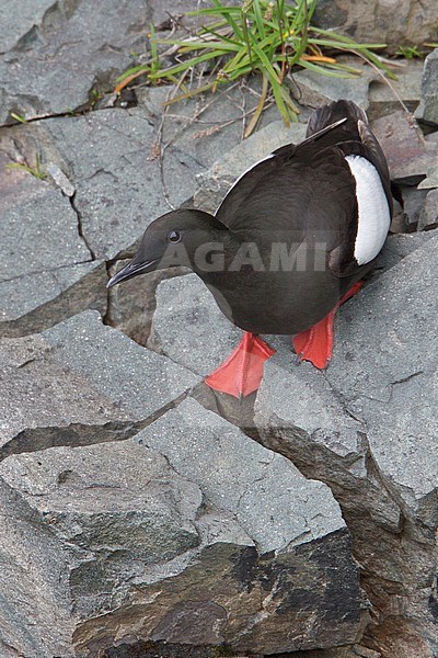 Black Guillemot (Cepphus grylle) perched on a cliff off Newfoundland, Canada. stock-image by Agami/Glenn Bartley,