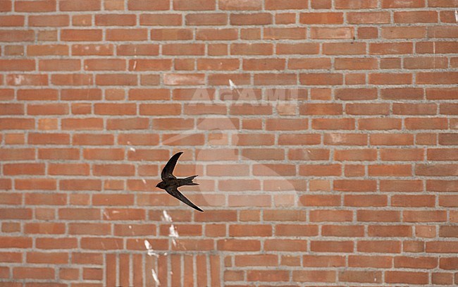 Gierzwaluw vliegend voor een huis; Common Swift flying in front of a house stock-image by Agami/Marc Guyt,