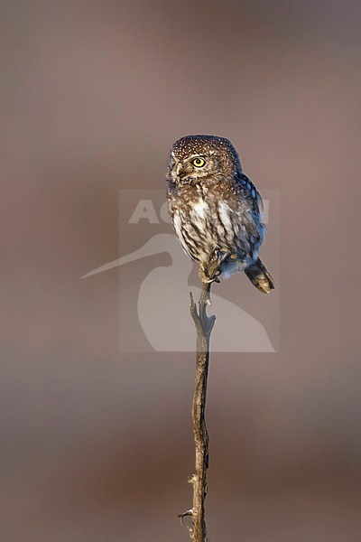 Geparelde Dwerguil; Pearl-spotted Owlet, stock-image by Agami/Walter Soestbergen,