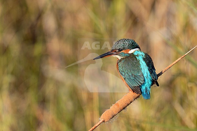 IJsvogel, Common Kingfisher, Alcedo atthis stock-image by Agami/Jari Peltomäki,