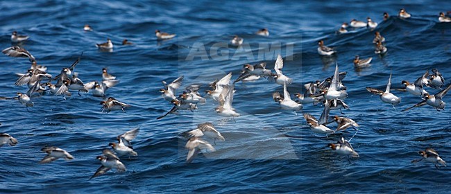 Grauwe Franjepoot groep laag vliegend over zee; Red-necked Phalarope group flying low over sea stock-image by Agami/Martijn Verdoes,