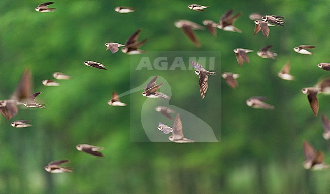 Groep Oeverzwaluwen; Group of Sand Martins (Riparia riparia) stock-image by Agami/Bence Mate,