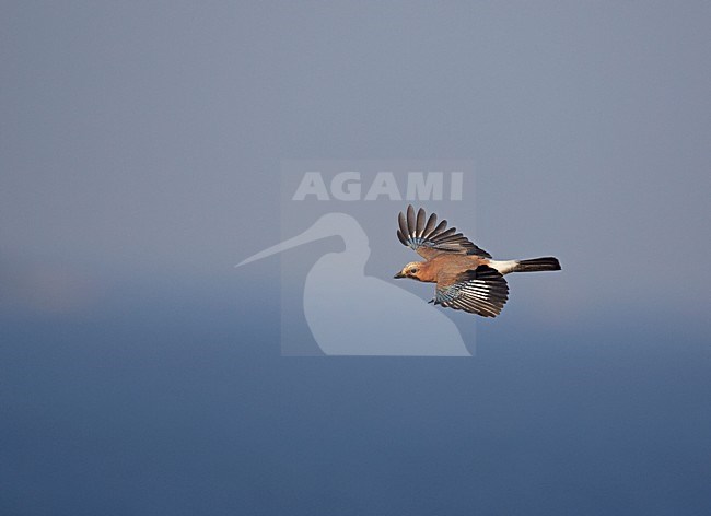 Gaai in de vlucht; Eurasian Jay in flight stock-image by Agami/Markus Varesvuo,