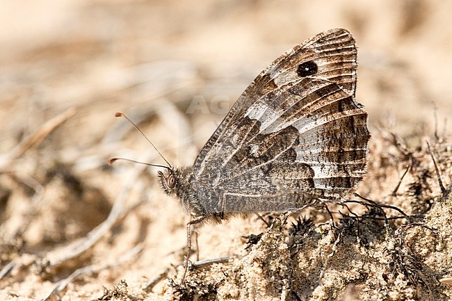 Heivlinder / Grayling (Hipparchia semele) stock-image by Agami/Wil Leurs,