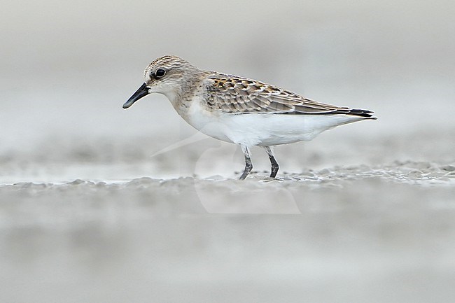 First-winter Red-necked Stint (Calidris ruficollis) during autumn migration in Mongolia. stock-image by Agami/Dani Lopez-Velasco,