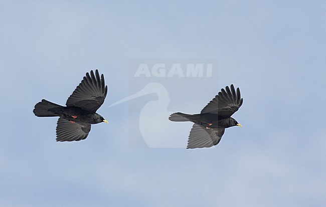 Alpenkauw in de vlucht; Alpine Chough in flight stock-image by Agami/Markus Varesvuo,