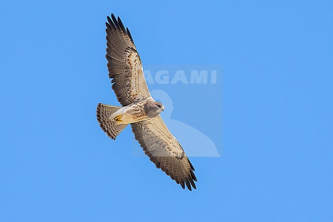 Adult (intermediate morph)
San Diego Co., CA
April 2023 stock-image by Agami/Brian E Small,