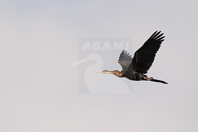 An African Darter (Anhinga rufa) in flight stock-image by Agami/Mathias Putze,