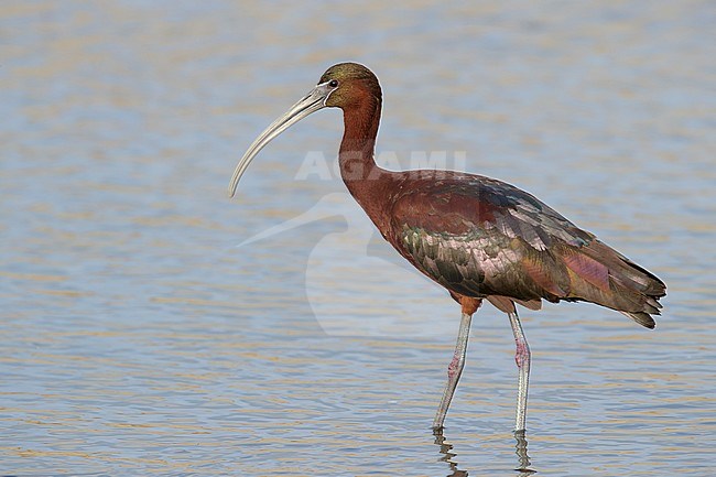 Adult breeding Glossy Ibis (Plegadis falcinellus) standing in a shallow freshwater lake in Los Angeles county, California, USA. stock-image by Agami/Brian E Small,