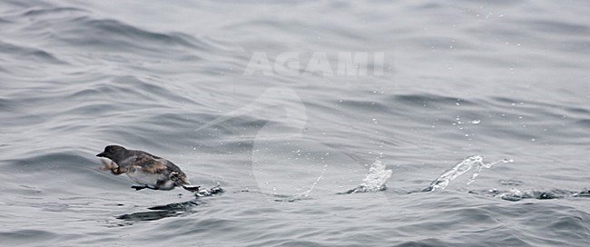 Cassin's Auklet (Ptychoramphus aleuticus) at sea off California.  stock-image by Agami/Martijn Verdoes,