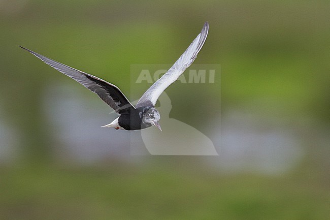 Witvleugelstern vliegend; White-winged Black Tern flying stock-image by Agami/Menno van Duijn,