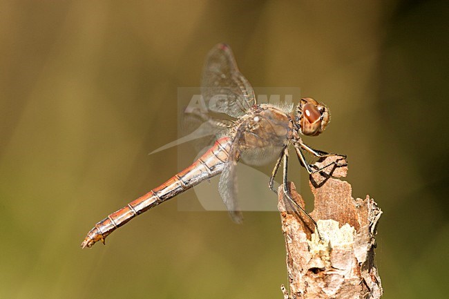 Vrouwtje Steenrode heidelibel, Female Sympetrum vulgatum stock-image by Agami/Wil Leurs,