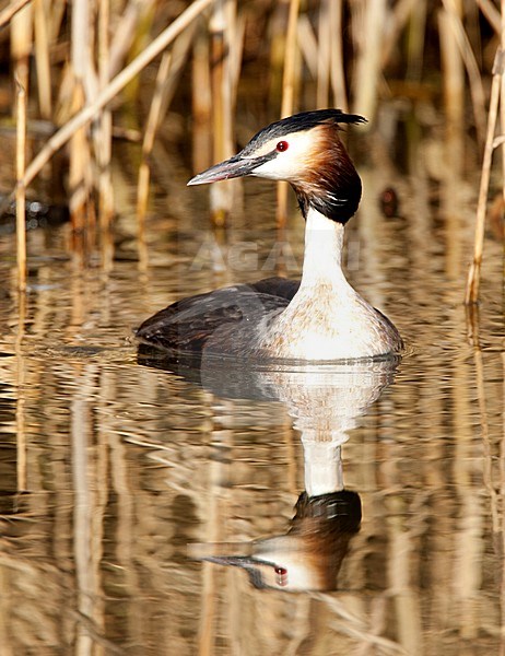 Fuut in zomerkleed; Great Crested Grebe in summer plumage stock-image by Agami/Roy de Haas,