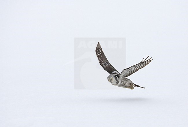 Northern Hawk Owl hunting; Sperweruil jagend stock-image by Agami/Markus Varesvuo,