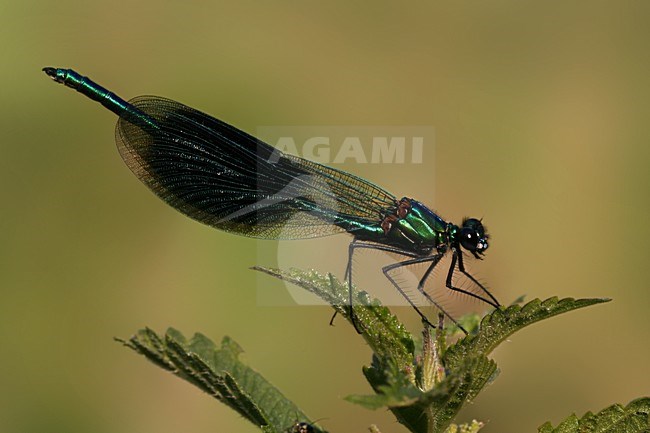 Weidebeekjuffer, Banded Demoiselle stock-image by Agami/Bas Haasnoot,