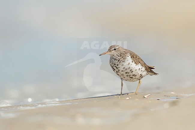 Amerikaanse Oeverloper op het strand, Spotted Sandpiperon the beacht stock-image by Agami/Walter Soestbergen,