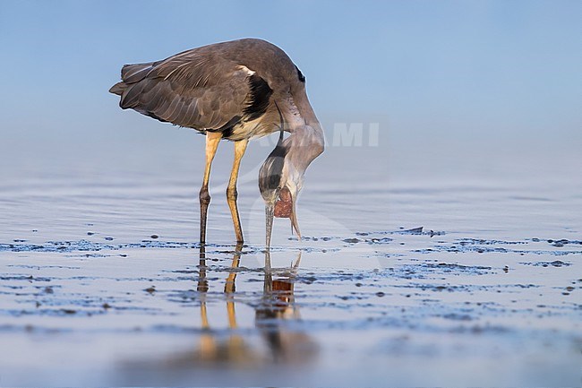 Blauwe Reiger, Grey Heron, Ardea cinerea stock-image by Agami/Daniele Occhiato,