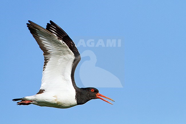 Scholekster, Eurasian Oystercatcher, Haematopus ostralegus stock-image by Agami/Menno van Duijn,