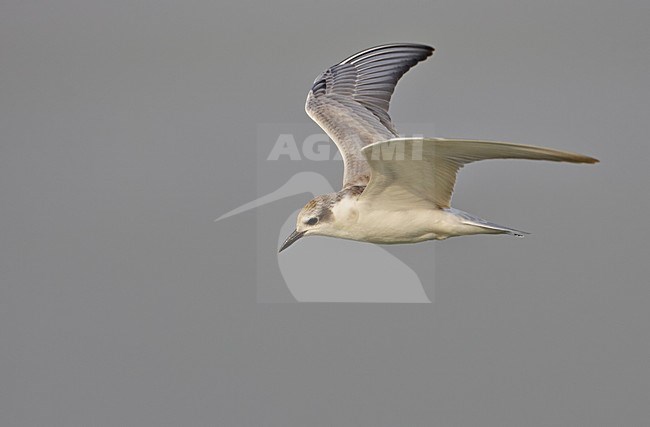 Juveniele Witwangstern in vlucht, Juvenile Whiskered Tern in flight stock-image by Agami/Markus Varesvuo,