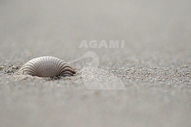 Empty shell of a Common Cockle stock-image by Agami/Wil Leurs,