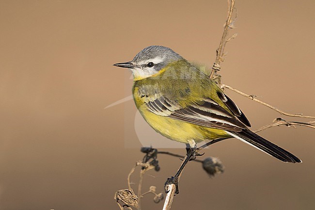 Sykes Wagtail - Schafstelze - Motacilla flava ssp. beema, Russia, adult male stock-image by Agami/Ralph Martin,