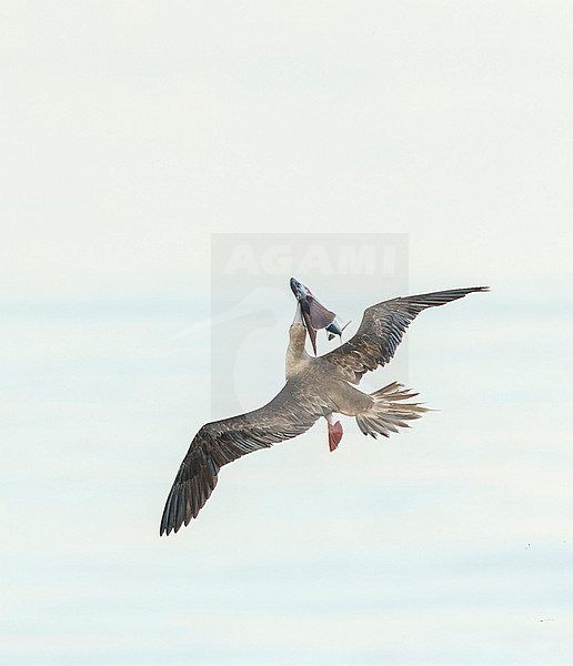 Red-footed booby (Sula sula rubripes) at sea in the Pacific Ocean, around the Solomon Islands. Catching a flying fish in flight. stock-image by Agami/Marc Guyt,