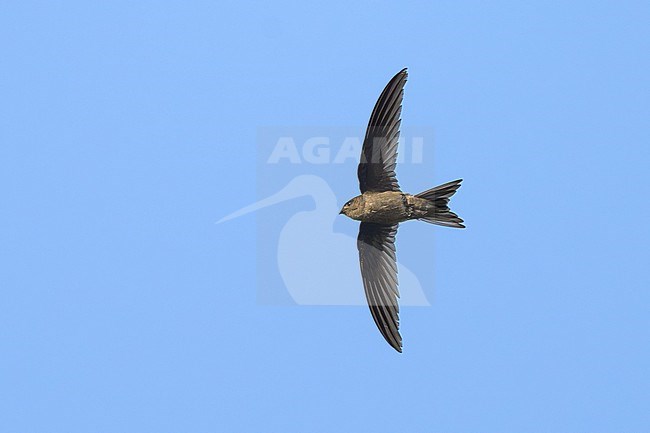 Asian Palm Swift (Cypsiurus balasiensis) in Thailand. stock-image by Agami/Sylvain Reyt,