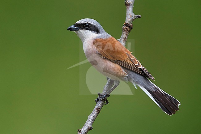 Grauwe Klauwier; Red-backed Shrike; Lanius collurio stock-image by Agami/Daniele Occhiato,