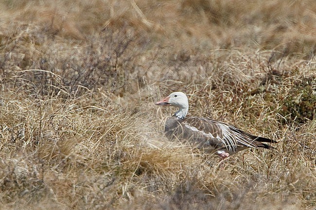 Snow Goose (Anser caerulescens) perched on the ground in Churchill, Manitoba, Canada. stock-image by Agami/Glenn Bartley,