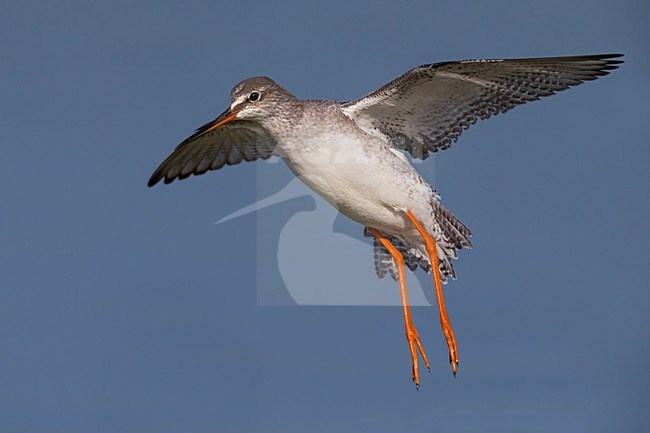 Vliegende Zwarte Ruiter; Spotted Redshank in flight stock-image by Agami/Daniele Occhiato,